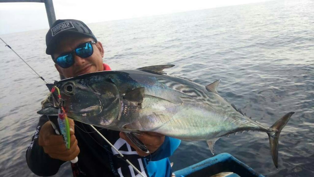 Jigging ikan tongkol 