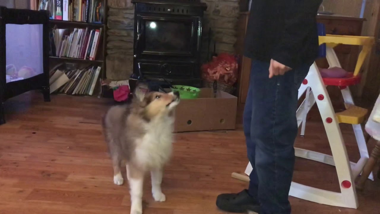 Puppy Sky! Rough Collie