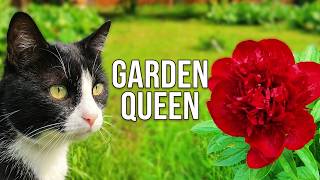 This cat loves these peonies! Queen of the Garden.