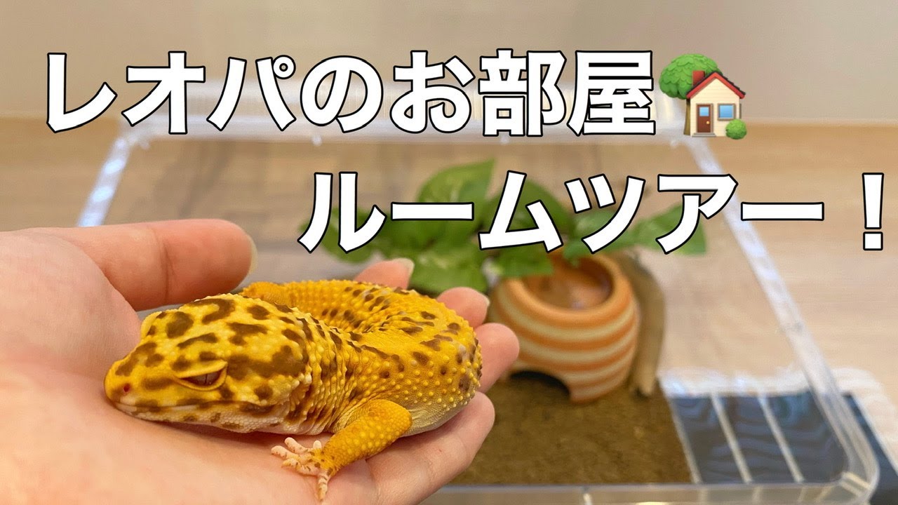 ヒョウモントカゲモドキ　飼育ケージ　16匹用　ヒーター付き