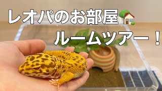 【レオパ】ヒョウモントカゲモドキの飼い方徹底解説！