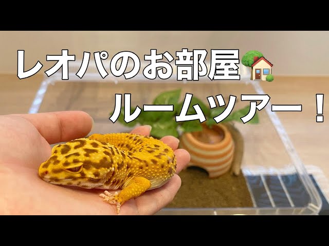 Leopard Gecko] A thorough explanation of how to raise a leopard