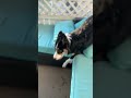 ❤️🐕