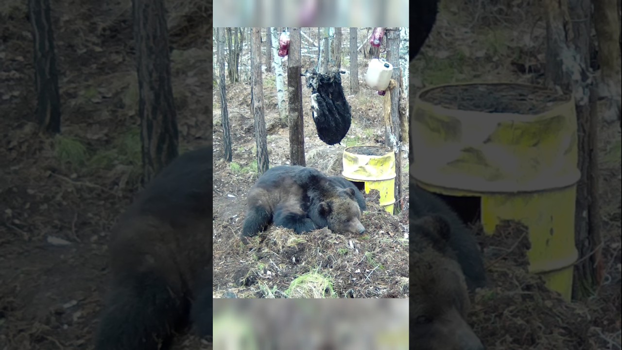 СТАРЫЙ МЕДВЕДЬ ПЕРЕЗИМОВАЛ, ПРИШЁЛ К ПРИВАДЕ. #медведь #bear #фотоловушка