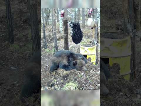 СТАРЫЙ МЕДВЕДЬ ПЕРЕЗИМОВАЛ, ПРИШЁЛ К ПРИВАДЕ. #медведь #bear #фотоловушка
