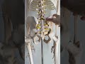 仙腸関節動く動かない問題