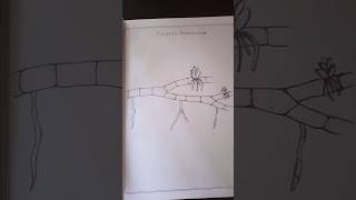 Figure 8- Funaria Protonema -Botany Record #drawing #plustwo #art #botanyrecord