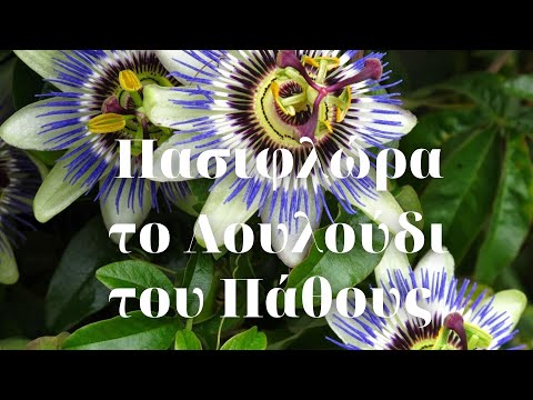 Βίντεο: Είναι το λουλούδι του πάθους αρωματικό;
