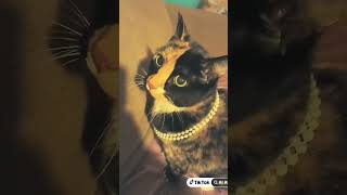 🐾lewk what #tiktok #AI did #fur me! 🙀😻 #cats #aishorts #kitten #jewelry subscribe & like pawlease