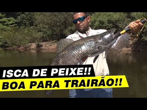 DICA - COMO PESCAR TRAIRÃO COM ISCA DE PEIXE