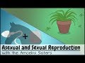 Asexual And Sexual Reproduction 