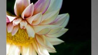 Flower Slideshow 1 minute.mp4 screenshot 3