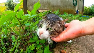 トイレの前で寝ていた野良猫を撫でると裏へ誘導された