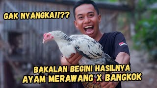 MERAWANG X BANGKOK CHICKEN!!?? THIS IS THE RESULT!!!