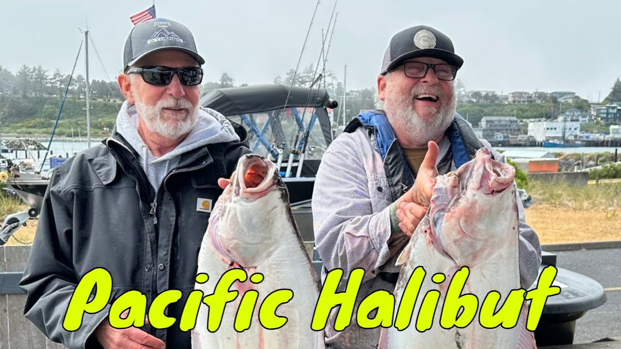 Halibut Fishing YouTube
