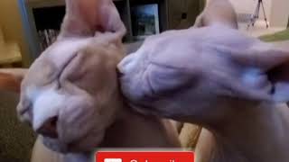 Life with the Sphynx cat crazies by SphynxDaddy 3,324 views 3 years ago 2 minutes, 6 seconds