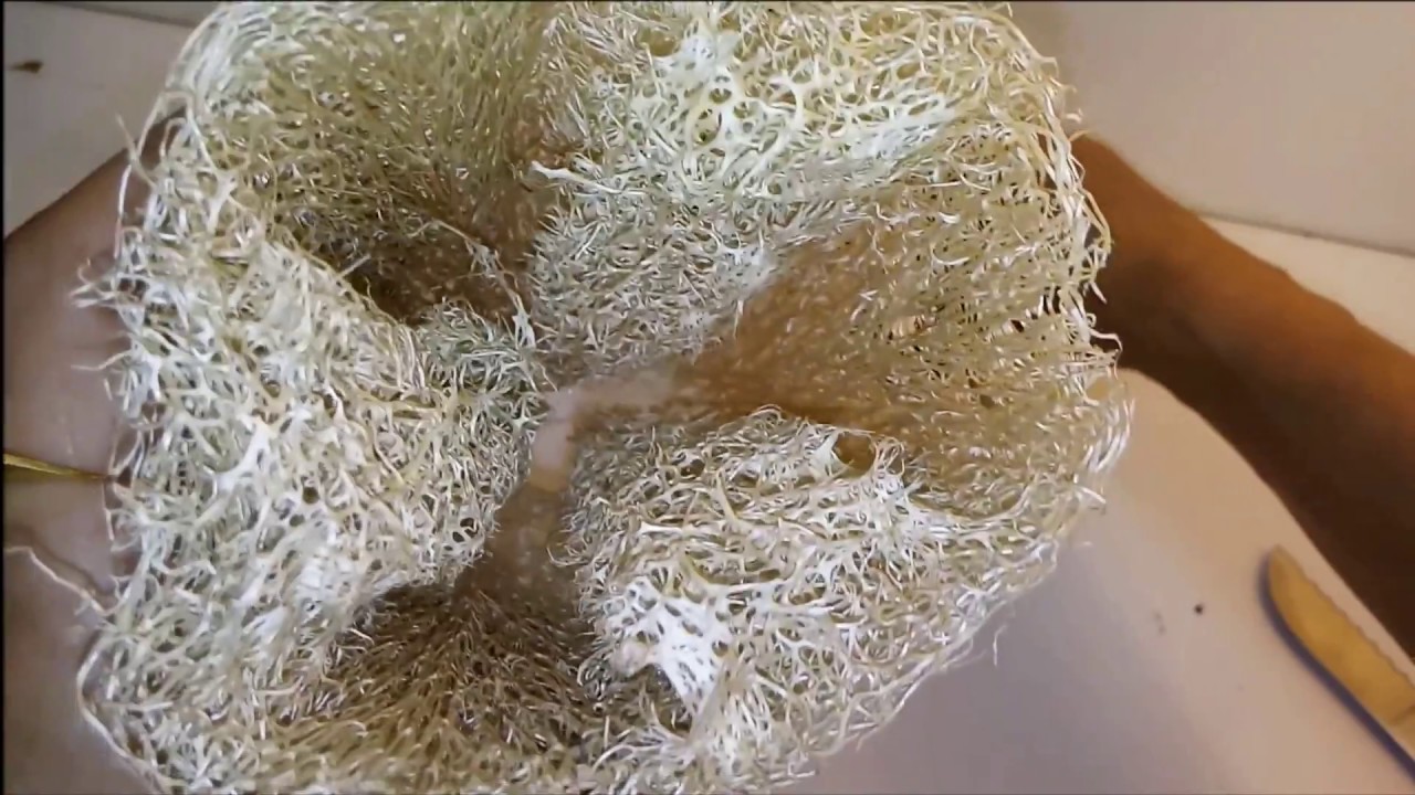 Como Plantei Orquídea na Bucha Vegetal.