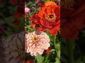 flowers 🌹 kashmiri wadiyan ❤️ video #status #like #comment #subcribe #