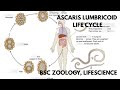 Ascaris lumbricoides life cycle easy explanation in 5 min . Bsc