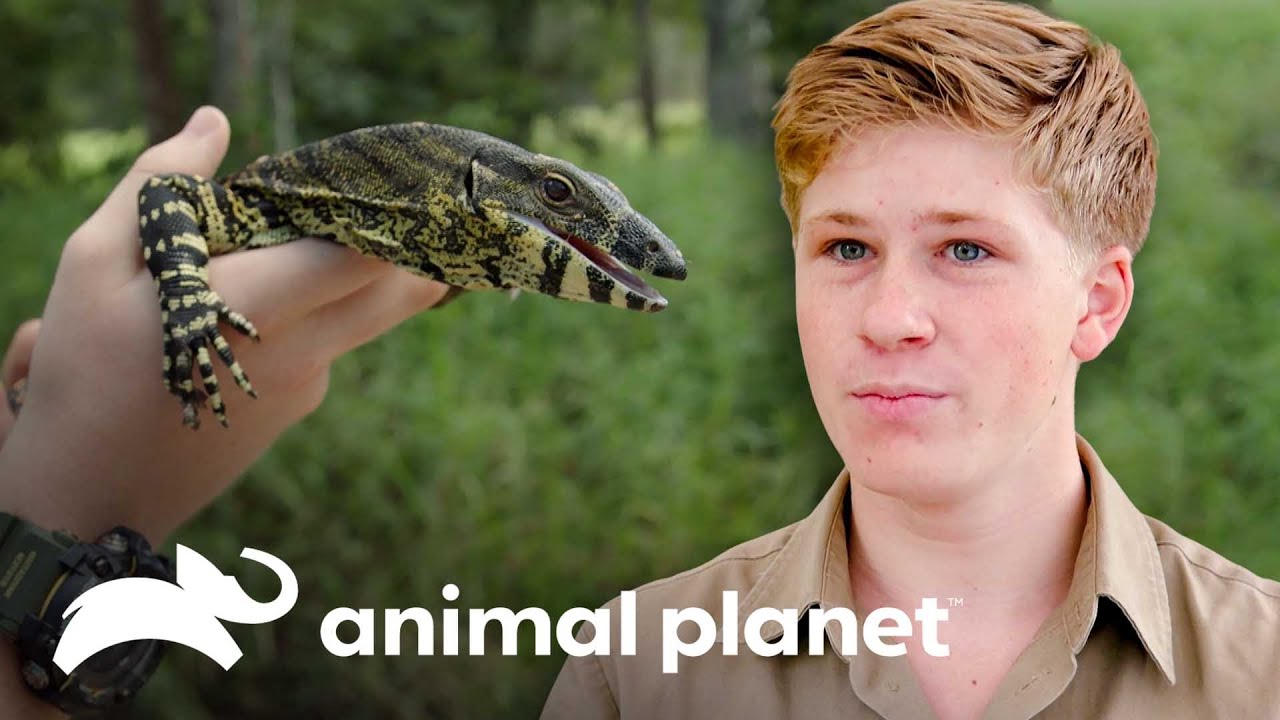 Robert salva um lagarto-monitor ferido | A Família Irwin: Robert ao resgate | Animal Planet Brasil