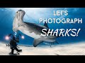 When a Shark Bites Your Camera and other Photo Ops