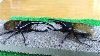 ヘラクレスオオカブトVs角折ヘラクレス Beetle Fight