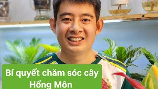 Bí quyết chăm sóc cây Hồng Môn đẹp, bền và nhiều hoa