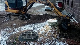 Stump removal with a mini excavator Cat 301.5