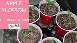 Apple Blossom 🍏🌸 blowing up