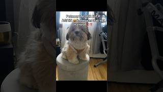 Why I’ll Never Trust Petsmart Grooming Again!