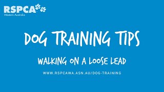 loose lead walking tips