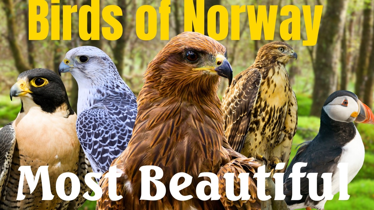 Птицы Норвегии: 15 странных видов, в существование которых трудно поверить | Видео о птицах