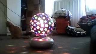 Funny Cats Do Stupid Things 2012 Disco