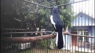 BURUNG KACER GACORR NGEMBYAKKK FULL🔥#kicaumania #kacergacor