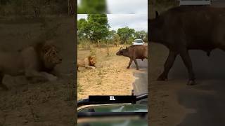 Ces animaux ont fait une seule erreur… et ils l'on #animaux #animals #shorts