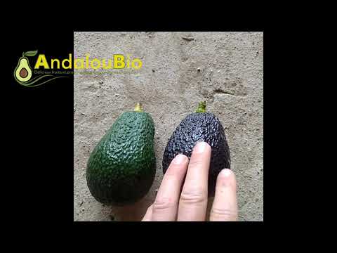 Vidéo: Avocado Picking - Comment savoir si un avocat est mûr