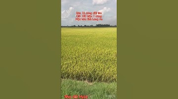 Cần bán nhanh DT 16 công đất lúa giá 120 triệu 1 công thuộc huyện mộc hóa tỉnh Long An