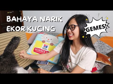 Video: Mengapa Anda Tidak Bisa Menarik Ekor Kucing?