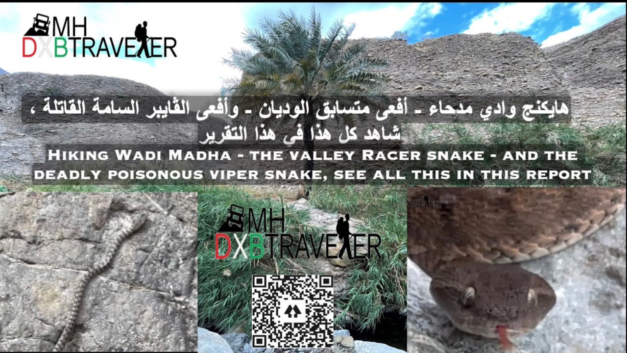 Wadi Racer Wadi Madha hike - wadi racer snake - saw scale viper snake - YouTube