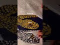 New painting is done 🐍 ☑️ #artprocess #painting #acrylicpainting #shots #artreel #artist
