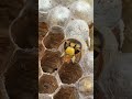 自分自身の殻(繭)を破って成長できるかは人間も蜂も一緒!【終末殺蜂家】 #スズメバチ #蜂 #wasp #bee #チャンネル登録お願いします