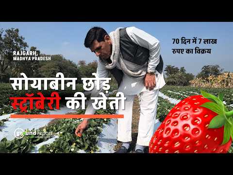 Strawberry Farming Profit: Rajgarh Farmer Shrilal Saundhiya's Success Story