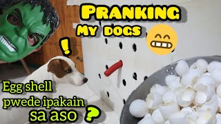 PRANKING MY DOGS, LAUGH TRIP TO (egg shell pwede ipakain sa aso?)