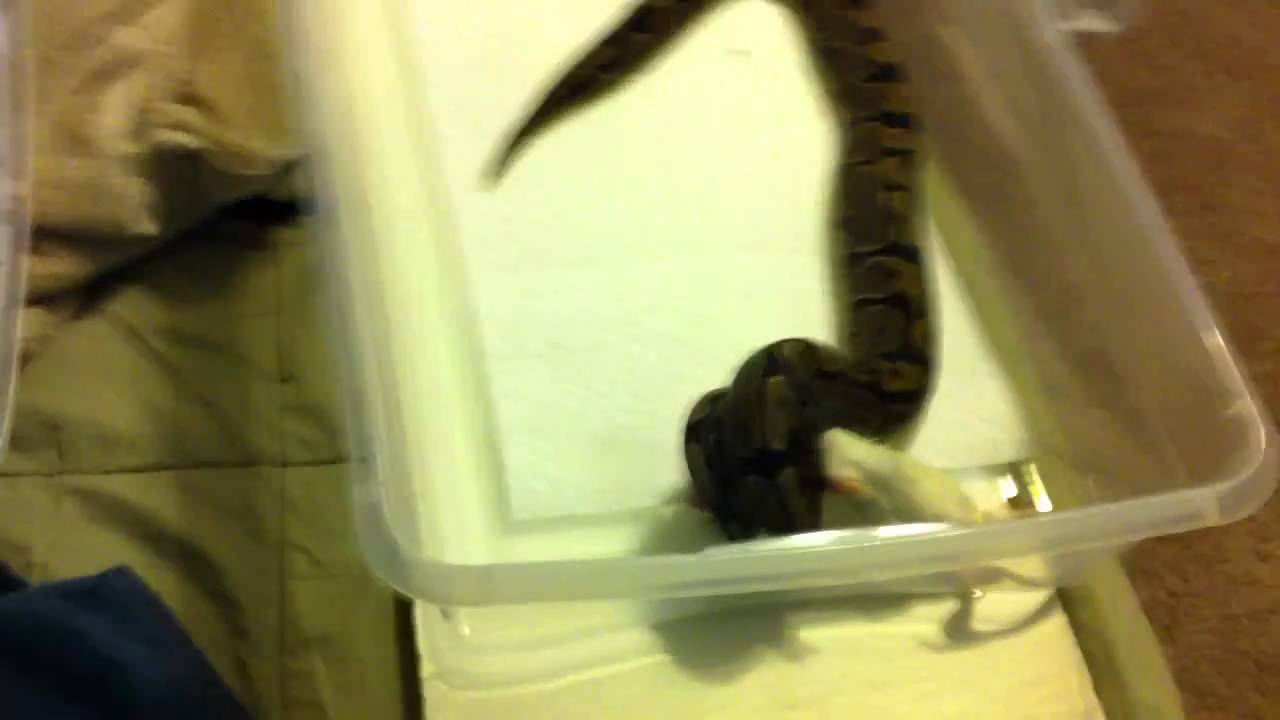 camera iphone 8 plus apk Female Ball Python Feeding on Frozen Medium Rat