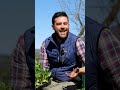 Le #carote non possono mancare nell' #orto #carote #faidate #ortosulbalcone #aromatiche #balcone