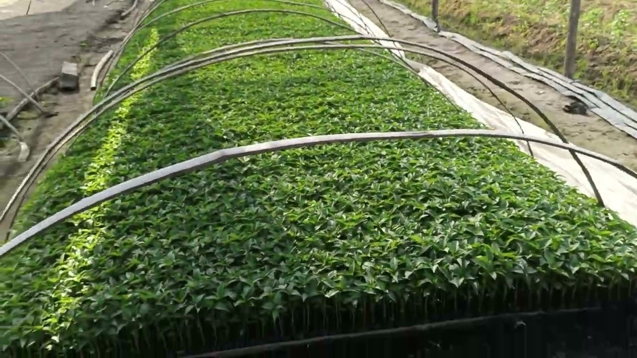 cách ươm bầu ớt tưới thuốc ớt cứng cây ít dậm