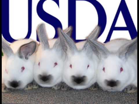Usda Funny Bunny Money Usda Funny Bunny Money