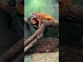 Adorable Iguana Welcomes Visitors