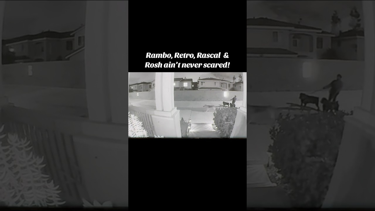 The German Shepherd quickly came to his senses!