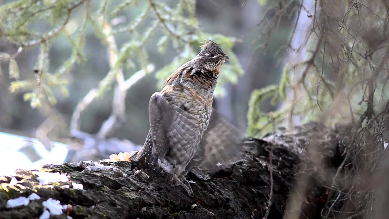 Ruffed Grouse Drumming YouTube